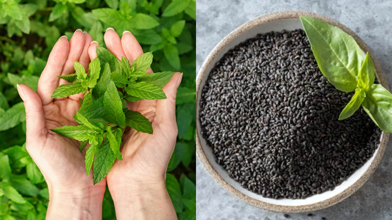 TULSI 1